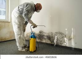 Why You Should Choose Our Mold Remediation Services in Sebastian, TX